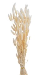 lagurus 100 g - bílý