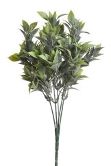 ruscus zaprášený - zelená