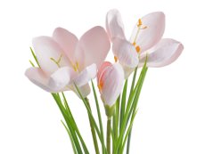 krokus 30 cm -  růžová