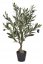 stromeček olivovník 60 cm