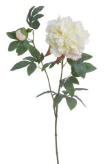 pivoňka s poupětem 68 cm - bílá