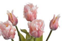 tulipán papouškovitý (5 ks) - růžová