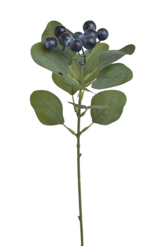 eukalyptus populus svazek