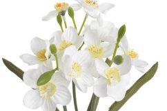 trs narcisů 40 cm - bílá