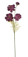 kosmos 60 cm - fuchsiová temná