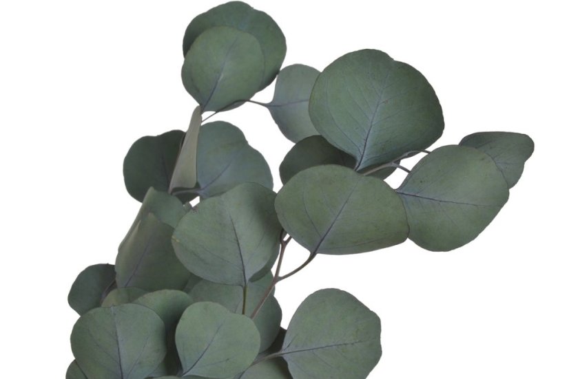 eukalyptus populus 100 g - zelená