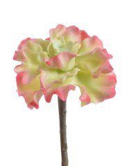 sukulent 12 cm - zelená/růžová