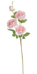 pivoňka 75 cm - růžová