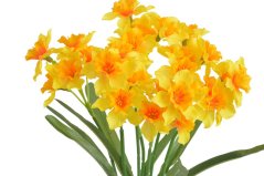 narcis trs x7 40 cm - žlutá/oranžový střed