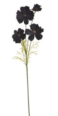 kosmos 60 cm - černá