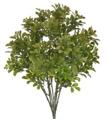 trs buxus x7 - zelená 20