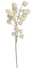 mochyně 97 cm - krémová