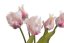 tulipán papouškovitý (5 ks) - bílá s purpurovým podbarvením