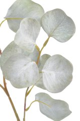 eukalyptus 76 cm - světlá zelená
