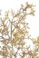 větvička broom bloom 76 cm - žlutohnědá