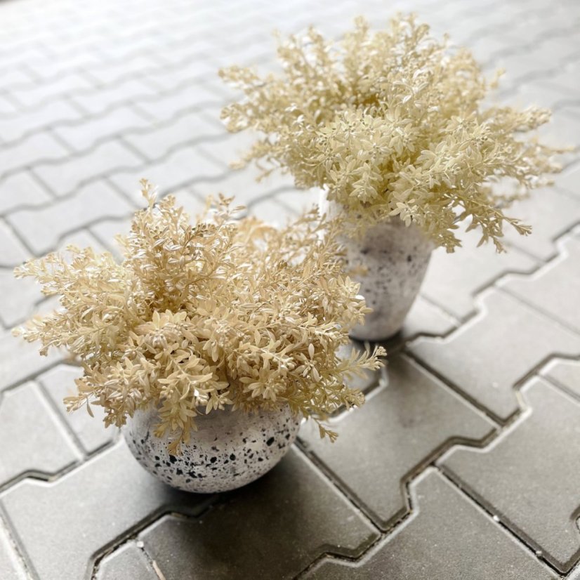 trs rostlina s drobnými lístky - béžová