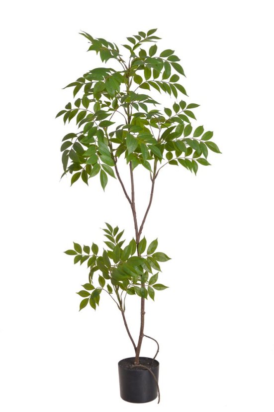 stromeček škumpa - sumah 120 cm