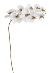 orchidej phalaenopsis 90 cm - bílá/zlato