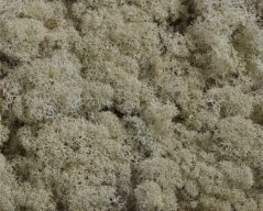 mech islandský (250 g) - bílá přírodní