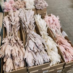 protea pastel - béžovorůžová