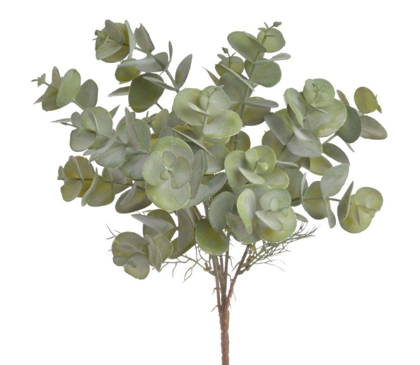 eukalyptus x6 - zelený