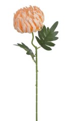 chryzantéma 50 cm - meruňková