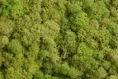 moss extra (100 g), islandský mech - zelený