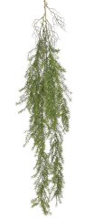 asparagus převislý 147 cm