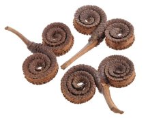 palm ring (10 ks)