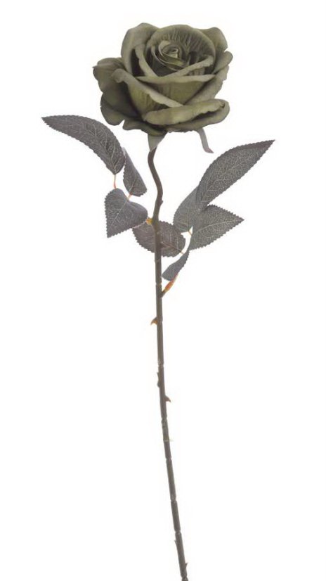 růže velvet - khaki
