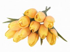 tulipán s listem (6 ks) - žloutková