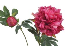 pivoňka s poupětem 68 cm - fuchsiová