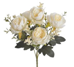 trs pivoněk x5 - krémová s nádechem meruňky