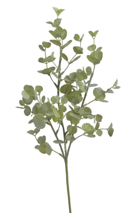 eukalyptus 48cm  - zelená světlá