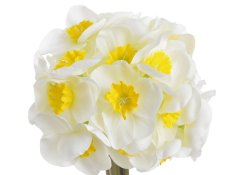 narcis svazek (6 ks) - bílá se žlutým středem