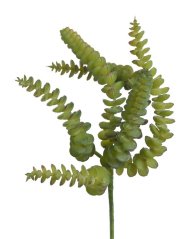 sedum burrito 27 cm - zelená tmavší