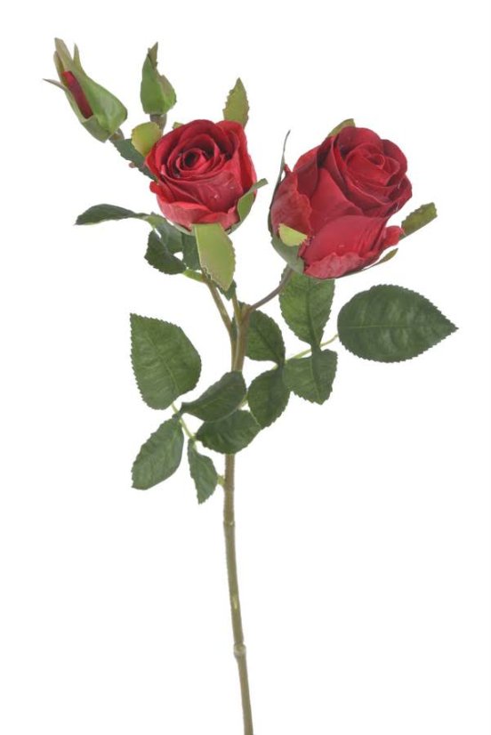 růže s poupaty - červená