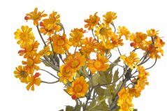 mini margaretka - žlutá