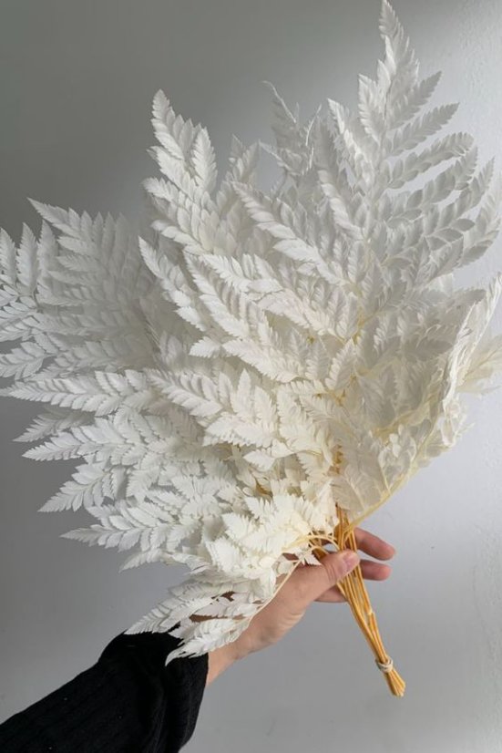 kapradí sušené (10 ks) - bílá