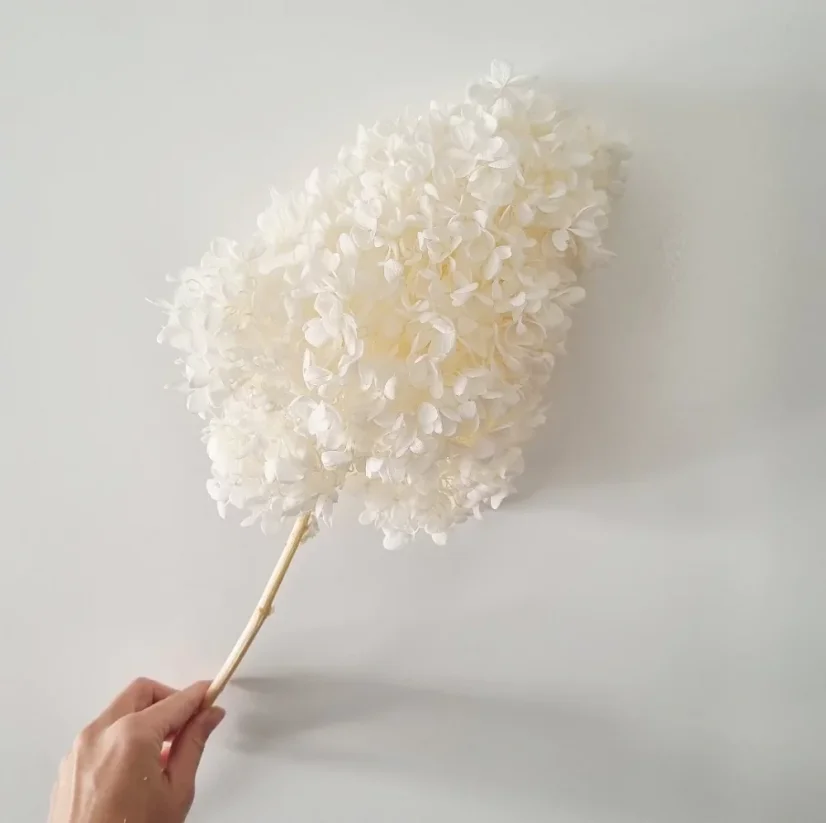 hortenzie sušená - bělená