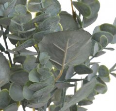 eukalyptus dva druhy listů - zelenošedá