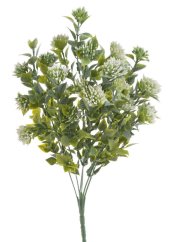 kalanchoe mini - bílá