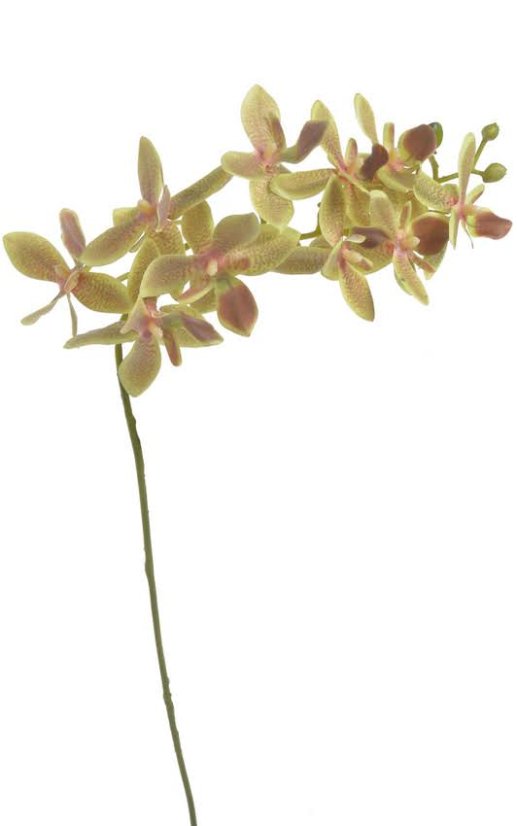 orchidea 60 cm - zelená orchidea 60 cm - zelená