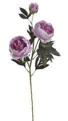 pivoňka velká 72 cm - fialovorůžová
