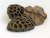 lotos extra large (10 ks)