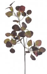 větvička eukalyptus - zelená/vínová