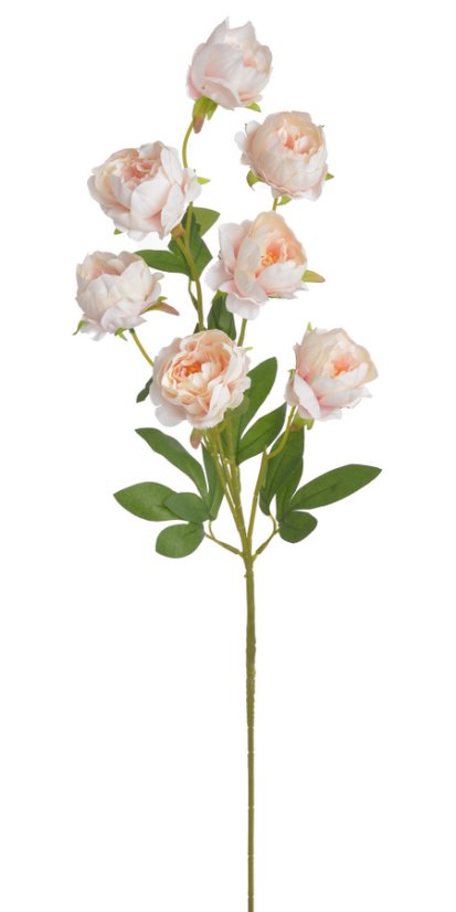 pivoňka čínská 72 cm - růžová