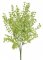 drobnolistý eukalyptus trs - zelená světlá