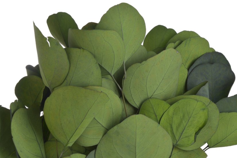 eukalyptus populus 150 g - zelená