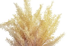 vřesovec trs x5 - krémová/vínová